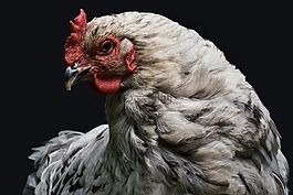 動(dòng)物,動(dòng)物攝影,鳥(niǎo)嘴