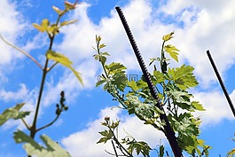 葡萄酒,葡萄園,天空