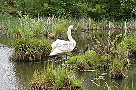天鵝,鳥(niǎo),池塘