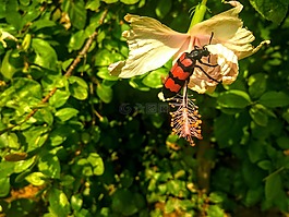 甲蟲(chóng),甲蟲(chóng)，昆蟲(chóng),紅色