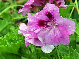 花,雨,自然