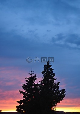 天空,日落,樹(shù)