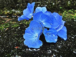繡球花,藍色,鮮花