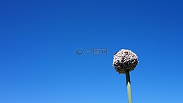 花,蜜蜂,自然