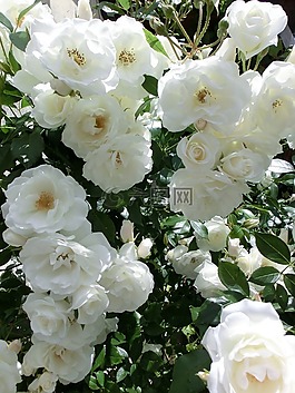 玫瑰,性質(zhì),鮮花