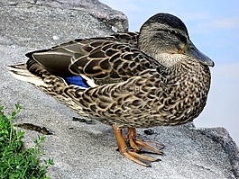 鴨,水,鳥(niǎo)