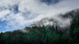 云,針葉樹,冷杉