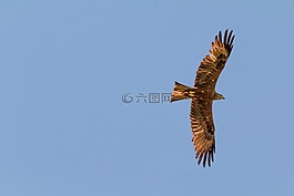 米蘭,鷙鳥,猛禽