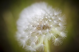 蒲公英,種子,毛絨