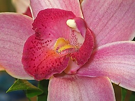 蘭花,開花,花