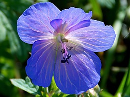 花,開花,藍(lán)色天竺葵
