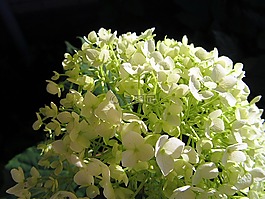 陽光,繡球花,白