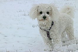 动物,狗,雪