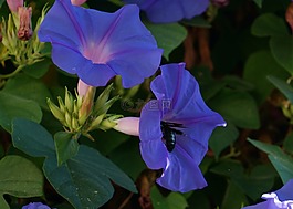 花,雙向,昆蟲
