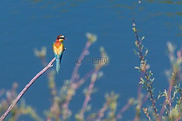 歐洲食蜂鳥,鳥,豐富多彩的鳥類