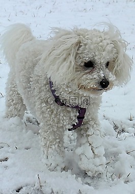 动物,狗,雪