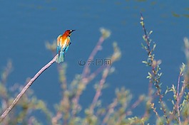 歐洲食蜂鳥,鳥,豐富多彩的鳥類