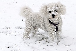 动物,狗,雪