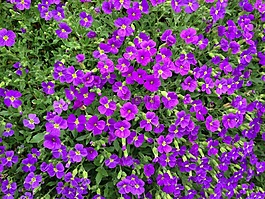 aubrieta,藍(lán)色的枕頭,紫