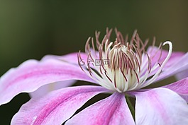 開(kāi)花,粉紅色,宏
