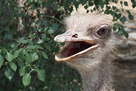 鴕鳥(niǎo),鳥(niǎo),動(dòng)物園