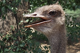 鴕鳥(niǎo),鳥(niǎo),動(dòng)物園