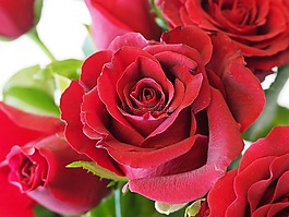 玫瑰,紅色,花