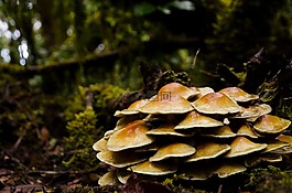 蘑菇,森林,苔