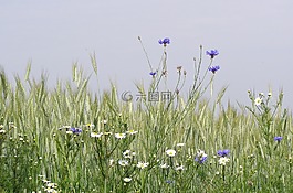 草甸,鮮花,玉米