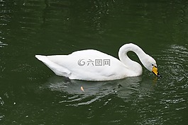 天鵝,白天鵝,游水