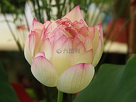 蓮花,臺北,花市