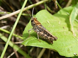 蝗蟲,龍蝦,小