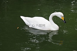 天鵝,白天鵝,游水