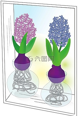 風信子,春天,鮮花