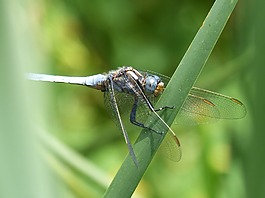 藍(lán)蜻蜓,葉,濕地