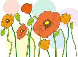 罂粟,鲜花,春天