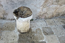 杜布羅夫尼克,端口,貓