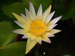 荷花,臺北,花市