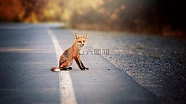 ?？怂?動物,野生動物