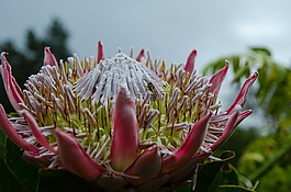 花,白,黃色