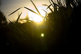 社區(qū),草,草坪