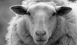羊,性質(zhì),農(nóng)場