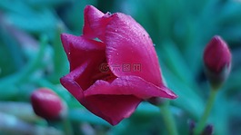 紅色的花瓣,花,開花