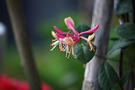 鮮花,大自然,植物