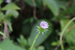 花,紫色,綠