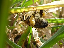 性質(zhì),蜜蜂,昆蟲