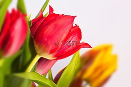 郁金香,花束,春天
