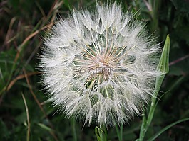 蒲公英,開花,性質(zhì)