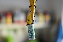 家里蒼蠅,飛接球手,昆蟲(chóng)