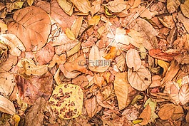葉,植被,布朗